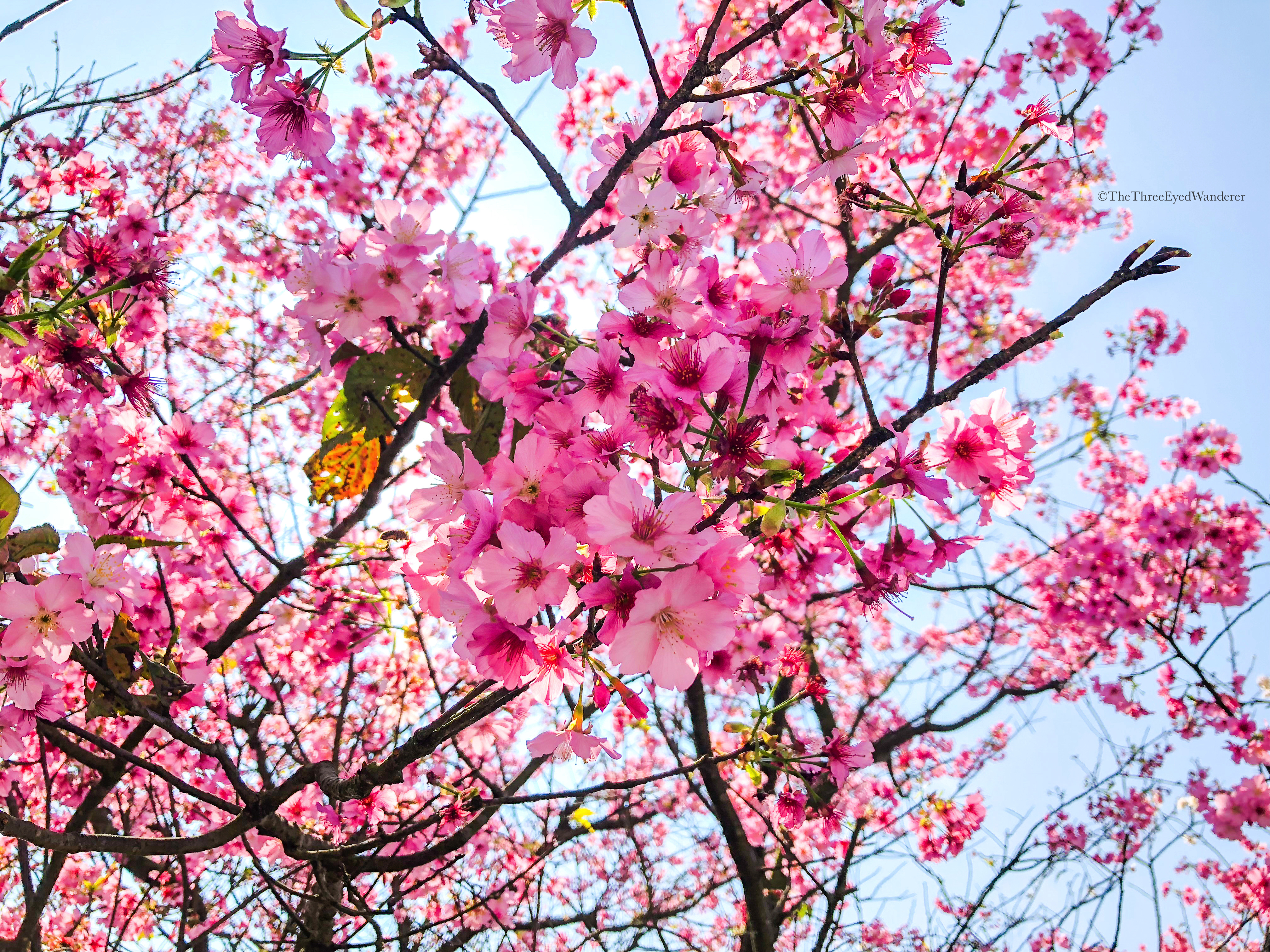 Taiwan: For the Love of Cherry Blossoms